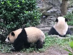 -成都动物园