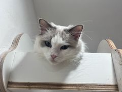 -楼上猫咖(罗湖店)