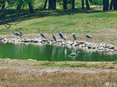 -北京麋鹿生态实验中心