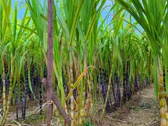 -汉长安城未央宫国家考古遗址公园