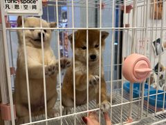 -柴犬小屋·柴餐厅·狗咖食堂(金鼎广场店)