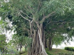 -深圳人才公园