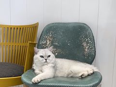 -关爱宠物医院·猫科中心·消化科(滨湖万达分院)