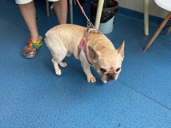 -创凡宠物医院·骨专科  猫科中心(西乡分院)