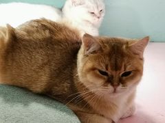 -猫小院猫主题餐厅(三里屯店)