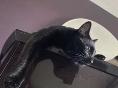 -瑞派动物医院·绝育·犬猫全科·预防医学(光景江南中店)