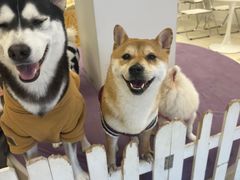 -怪兽屋·羊驼·猫咖·狗咖(俊华广场店)