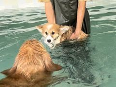 -趣多多宠物公园·宠物训犬学校·宠物寄养