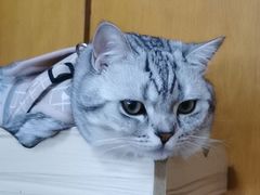 -纳吉亚猫专科动物诊疗中心(蒋宅口分院)