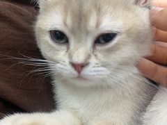 -全心全意连锁动物医院·微创中心·内科急重症·心脏专科(丰管路店)