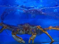 -海鲨湾海鲜会馆(百家湖1912店)