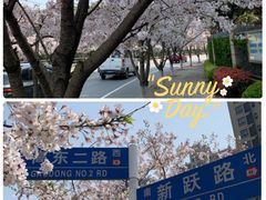 -高东镇樱花园