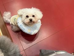 -和它·交个朋友·狗咖猫咖(爱琴海店)