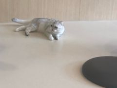 -飞行喵MR PILOT|猫舍·猫咖(静安大融城店)
