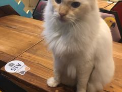 -猫小院猫主题咖啡厅(北锣店)