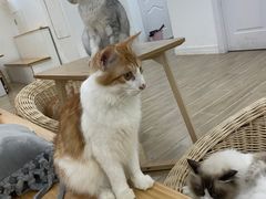 -李小姐の猫咖啡馆(五角场店)