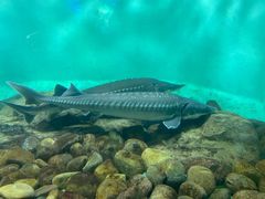 -太平洋海底世界