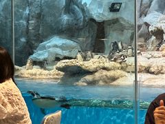 -帝企鹅自助餐厅•儿童岛•真企鹅(长隆企鹅酒店)