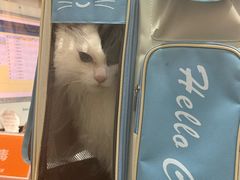 -瑞派名望志远动物医院·猫科·內科·异宠专科(直港大道店)