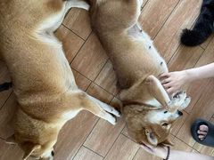 -柴犬高等学院·狗咖·柴犬售卖·宠物训练