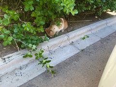 -麦当劳(大厂新城店)