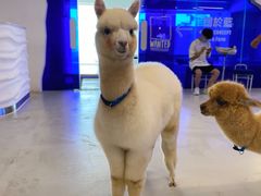 -Blue Concept Cafe&Farm·關於藍