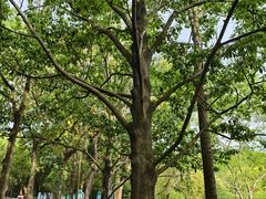 -中山市树木园