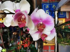 -溪岸路花鸟市场