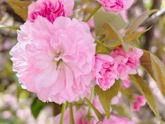 -新虹桥中心花园
