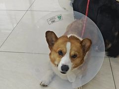 -美联众合动物医院·24h京西诊疗中心