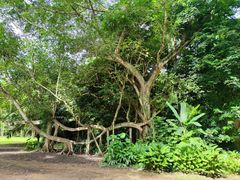 -中国科学院西双版纳热带植物园