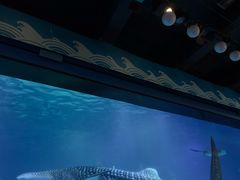 -烟台海昌鲸鲨海洋公园