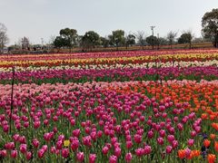 -荷兰花海