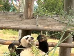 -西霞口神雕山野生动物世界