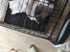 -欣宠猫屋·矮脚拿破仑·蓝金金渐层