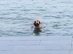 -湖南东洞庭湖国家级自然保护区