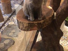 -more than meow吴止猫主题餐厅(承德 中船汇店)