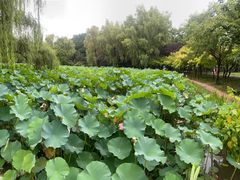 -洛阳市隋唐城遗址植物园