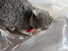 -贝康宠物医院·犬猫全科·小动物特色诊疗中心(东环路店)