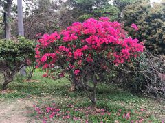 -东莞植物园