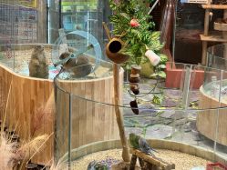 -卡通尼·Safari非洲探索乐园·生日会(金桥国际商业广场店)