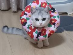 -宠爱国际动物医院· 猫科· 外科·中兽医(长白店)