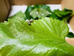 -虾女王·龙虾·烧烤(龙江店)