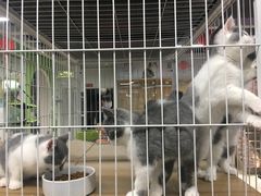 -米卢宠物公园(广华居店)