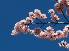 -桃花堤公园