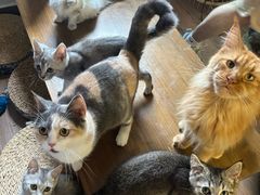 -楼上猫咖(罗湖店)
