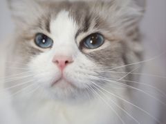 -瑞鹏宠物医院犬猫全科(真大分院)