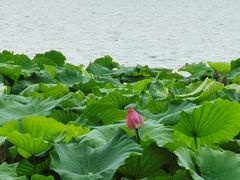 -西湖外事游船(花港观鱼码头)