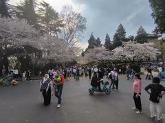 -武汉大学-樱园