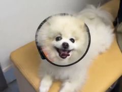 -爱侣宠医·鹦鹉专科·小型哺乳类·异宠专科(灵石路店)